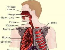 Грипп и острые респираторные инфекции верхних дыхательных путей у детей Острая респираторная инфекция, или ОРЗ