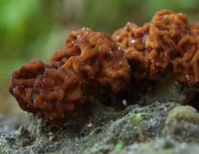 Сморчки и строчки – первые весенние грибы Строчки грибы съедобные или нет отзывы